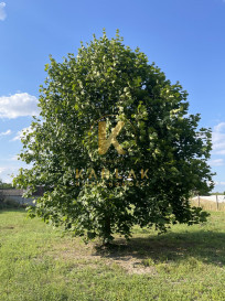 Działka Sprzedaż Jeziorki